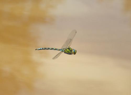 Aeshna cyanea